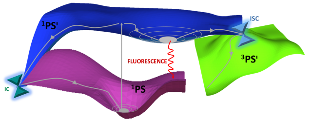 Figure 2. Schematic representation of the possible photophysical processes activated, after direct light absorption.