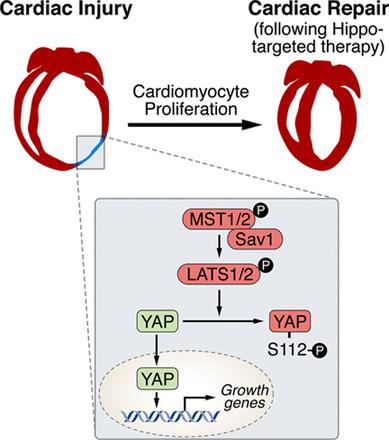Figure 2. Signalling by the Hippo-Yap pathway in cardiac repair |Credit: Papizan JB, Olson EN. Hippo in the Path to Heart Repair. Circulation research. 2014;115(3):332-334. DOI: 10.1161/CIRCRESAHA.114.304389. PMID: 25035132