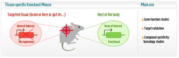 Figure 3. Conditional Knockout Mouse | Credit: GenOway-Custom Knockout Mouse Models. https://www.genoway.com/services/customized-mouse/knockout-models/conditional-ko-tissue.htm