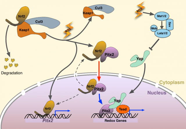 Figure 4. Mechanism model of Pitx2, Nrf2 and Yap1 responding to oxidative stress. |Credit: Tao, G., Martin, J. F. Pitx2 promotes heart repair by activating the antioxidant response after cardiac injury. Nature. 2016; 534, 119-123. DOI: 10.1038/nature17959. PMID: 27251288