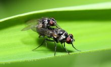 alcohol affects mammals - Mapping Ignorance