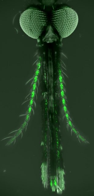 A female Anopheles gambiae mosquito with olfactory neurons on the antennae, maxillary palp and labella labeled with green fluorescent protein. Credit: Olena Riabinina and Courtney Akitake, Johns Hopkins Medicine