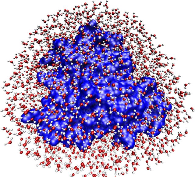 Figure 1. Myoglobin surrounded by the amount of water molecules needed for optimal function. Source: Frauenfelder, H et al (2009) .