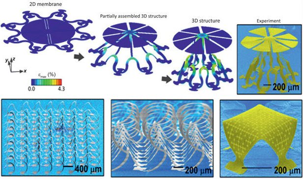 Figure 3. Images of a 2D pattern (designed on a silicon sheet with an elastomeric substrate) popped up into a 3D architecture which can be used in ultrastrechable electronic and optic devices. Credit: S. Xu et al, Assembly of Micro/Nanomaterials into Complex, Three-dimensional Architectures by Compressive Buckling, Science, 347, 154 (2015) doi: 10.1126/science.1260960