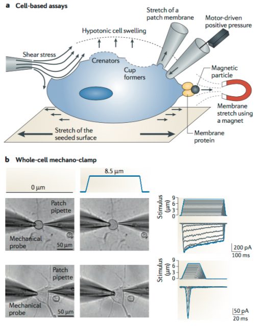 Figure 1. Cartoon showing different techniques to study mechanically-activated currents within the cell. a) Different ways to trigger membrane deformation. The mechanical stimulation shown in this post is represented by motor-driven pressure in the top right side of the cell. b) Real examples of cells were a glass probe is pressed onto the cell while recording current with the patch-clamp technique (Credit to Nature Reviews: Neuroscience, Macmillan Publishers Limited, 2011). 