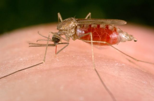 Anopheles mosquito. Centers for Disease Control and Prevention.