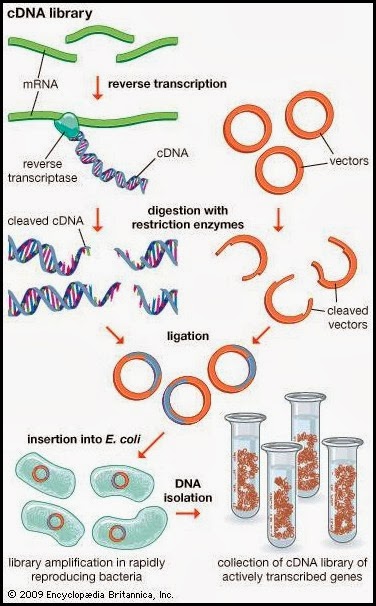 Figure 1. cDNA Library: diagram showing the process by which a cDNA is synthesized from messenger RNA Credits: Encyclopedia Britannica. 