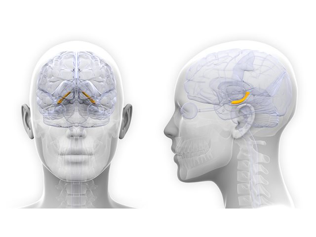 Women's brains grow a bit during menstrual cycle