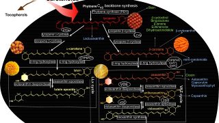 Carotenoids, I see your true colours