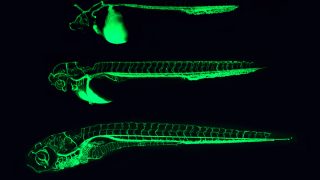 Zebrafish: The next “big” thing in drug discovery