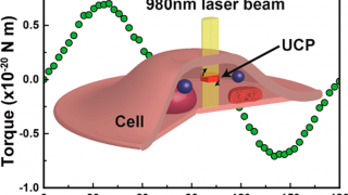 How to measure the viscosity of the liquid inside a living cell using upconverting particles