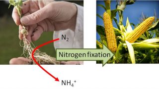 Engineering nitrogen-fixing cereals, between science fiction and reality