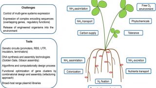 Engineering nitrogen-fixing cereals, between science fiction and reality