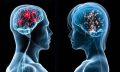 Sexual differences in the human brain