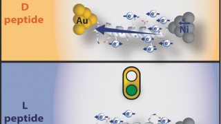 First case of observed current asymmetries in single chiral molecular junctions