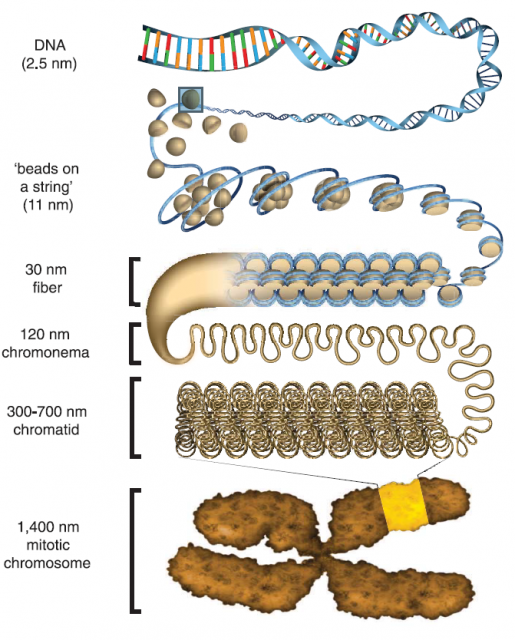 How is chromatin structured? - Mapping Ignorance