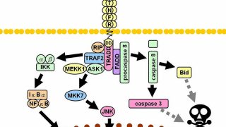 One kinase to rule diabetes? The role of JNK