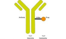 Antibody-drug conjugates 2 - Mapping Ignorance