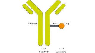 Antibody-drug conjugates, a fine example of teamwork