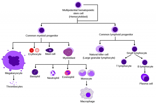 Marginal macrophages and LXR: living on the edge - Mapping Ignorance