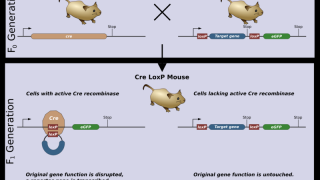 Marginal macrophages and LXR: living on the edge