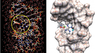 Modified DNA catalysts for chemical reactions in water