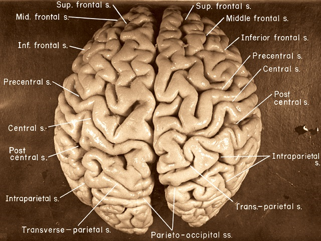 Baby Einstein Brain Development: A Guide for Parents