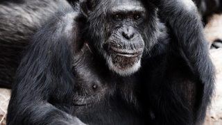 Humans, the non-sleeping primates