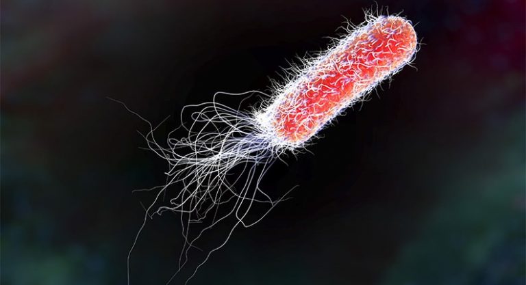 The mechanochemistry of E. coli type 1 pilus - Mapping Ignorance