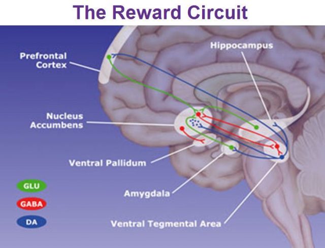 reward part of the brain ventral tegmental area