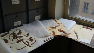 The power of herbaria: a time machine for plant biology research