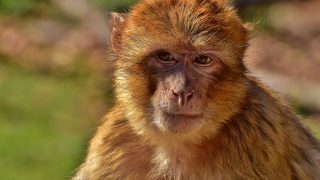 25 genes to make humans long-lived primates