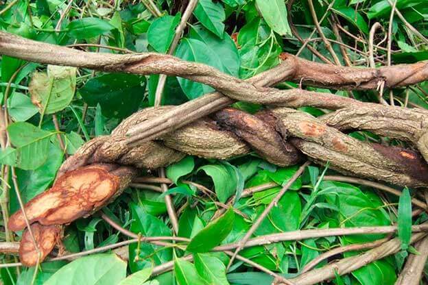 Benefits of Ayahuasca Retreat