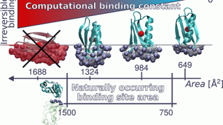 Design of protein-protein binding sites suggests a rationale for naturally occurring contact areas