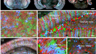 Chromatic multiphoton serial microscopy can generate brain-wide atlas-like colour datasets with subcellular resolution