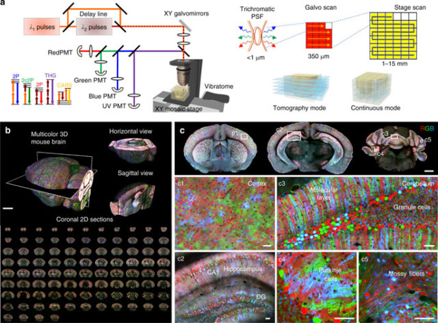 Chromatic multiphoton serial microscopy