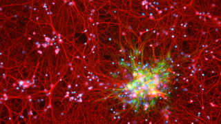 How to integrate astrocytes into systems neuroscience