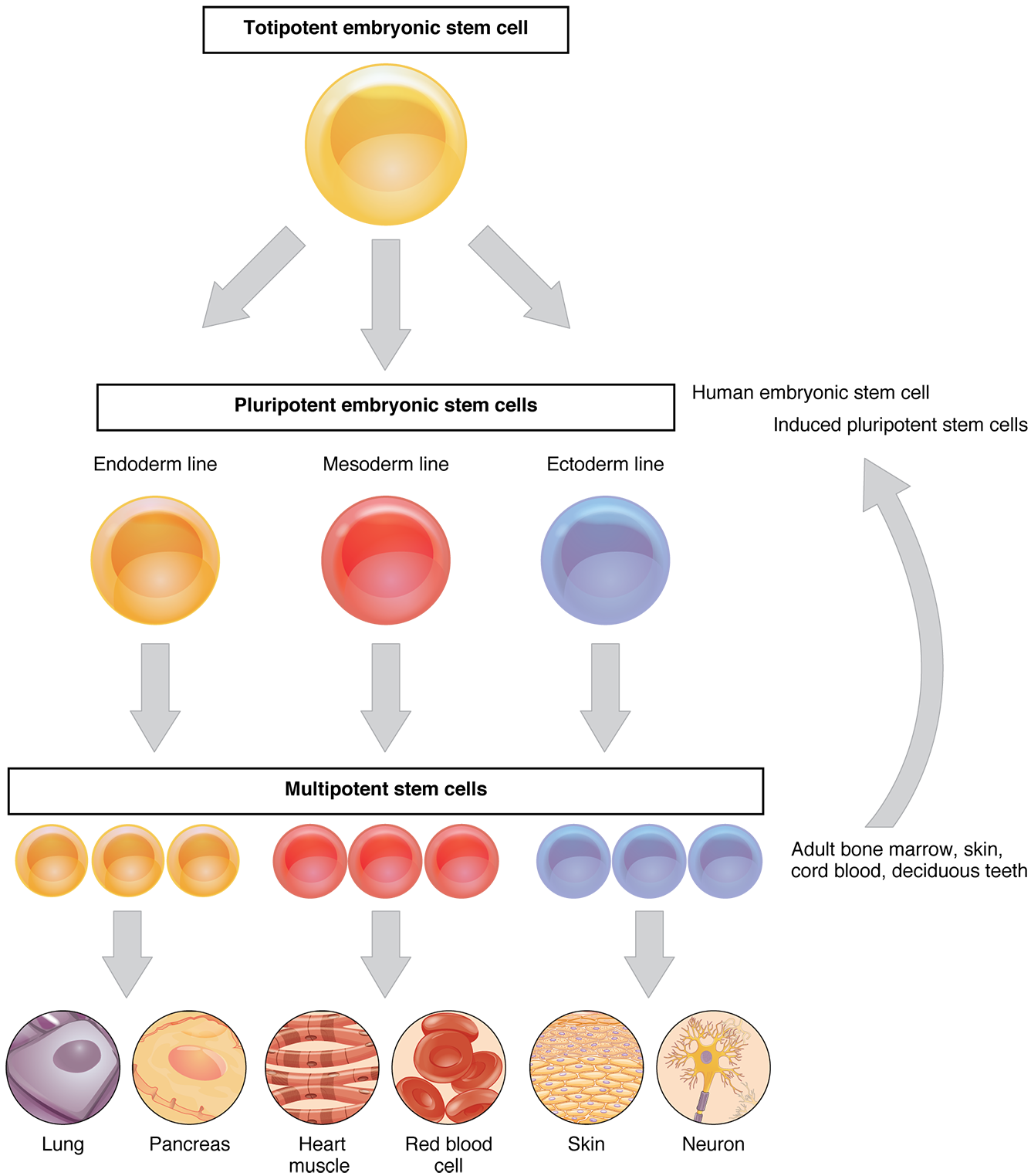 A new progenitor cell has the potential for (future) liver