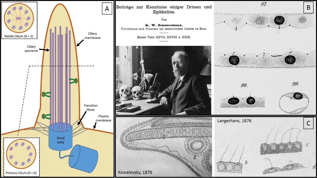 cilia diagram