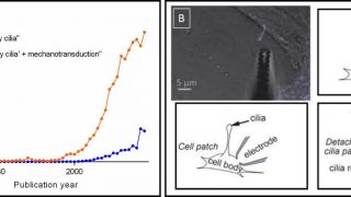 A Tale of Primary Cilia: from overlooked organelles to key mechanically-sensing antennae
