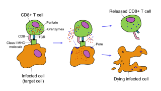 T cells could be key for early Alzheimer’s detection