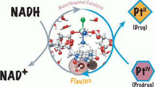 Flavin bioorthogonal photocatalysis mechanism