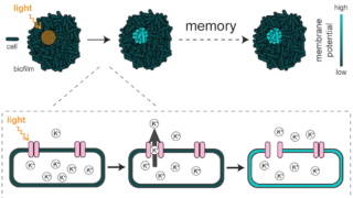 Bacterial communities can store memories