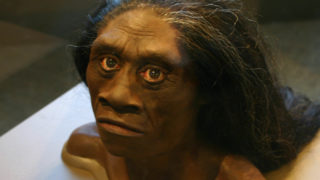 Homo floresiensis and the myth of the ebu gogo