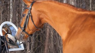 Horses can recognise themselves in a mirror