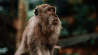 First human-monkey embryos created – a small step towards a huge ethical problem