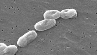 Mitochondrial gene editing is now possible, thanks to a bacterium