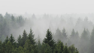 Reforesting Europe would increase rainfall