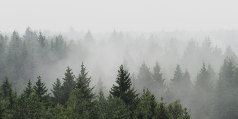 Panoramic,Landscape,View,Of,Spruce,Forest,In,The,Fog,In - Mapping Ignorance