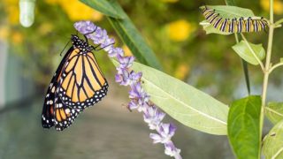 Strontium isotopes can map monarch butterfly migrations and help conservation efforts